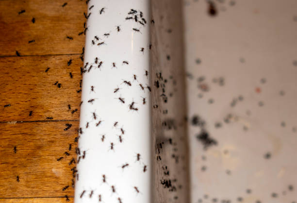 Best Best Pest Control Companies  in West Perrine, FL