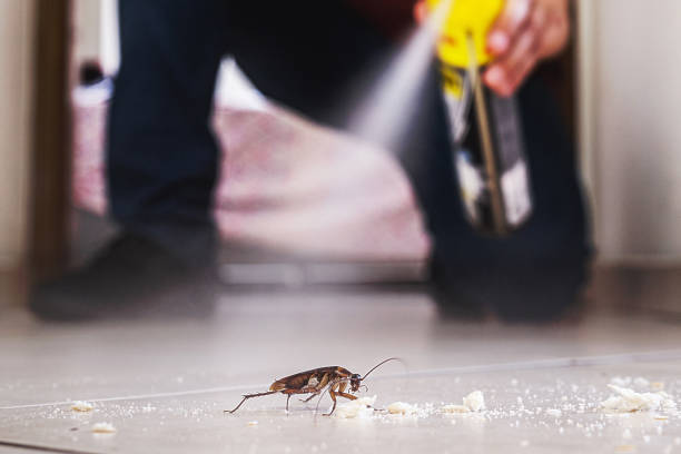 Best Termite Control Services  in West Perrine, FL